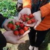 Foto Kebun Strawberry Serang Pratin, Purbalingga
