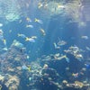 California Academy of Sciences