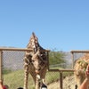 The Living Desert