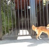 Fausto