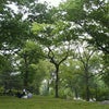 Central Park