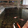 Фото Хвойный