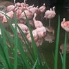 Zoo Atlanta