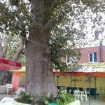 Çınaraltı Cafe Poyrazköy