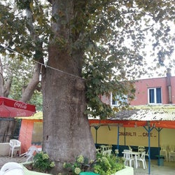 Çınaraltı Cafe Poyrazköy