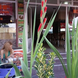 Elif Cafe