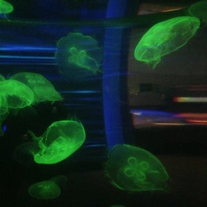 Photo of California Academy of Sciences
