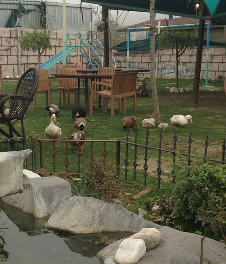 Çam Bahçe Et Mangal