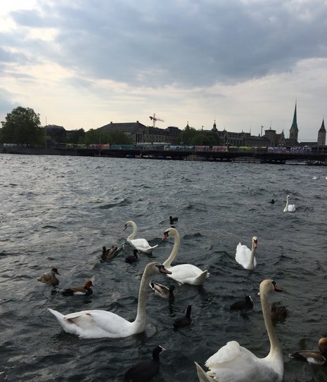 Brunch Schiff Zürichsee