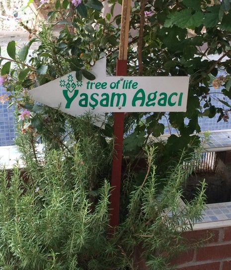 Yaşam Ağacı