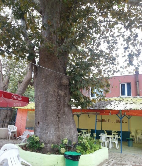 Çınaraltı Cafe Poyrazköy