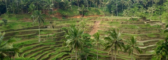 Tegallalang Rice Terraces - Jalan Raya Tegalalang