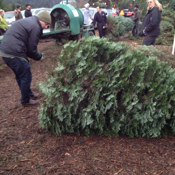 loch lolly christmas forest north plains or loch lolly christmas forest north plains or