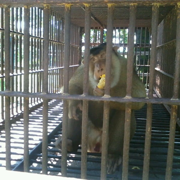 Taman Satwa Taru Jurug - Kebun Binatang di Surakarta