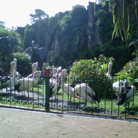  Kebun  Binatang  Ragunan  Zoo in Jakarta  Selatan