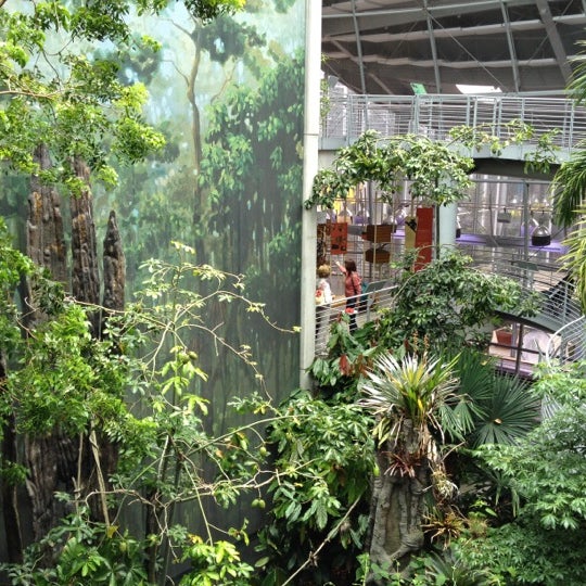 All 100+ Images Osher Rainforest At The California Academy Of Sciences