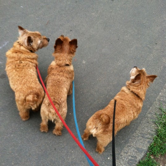 Prospect Park (Dog Run) - Prospect Park - Brooklyn, NY