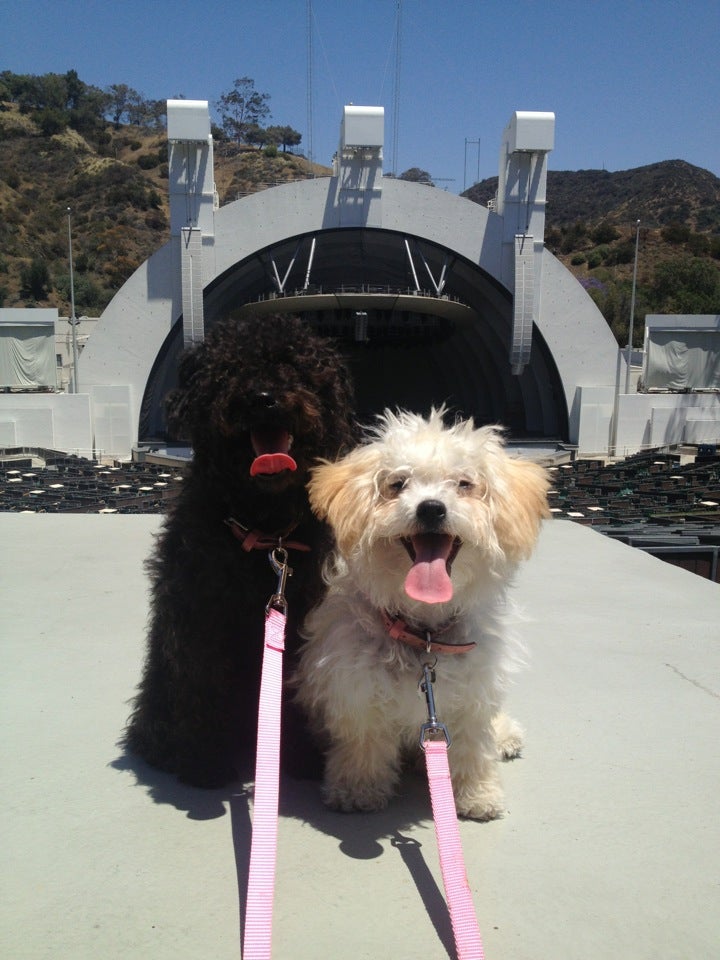 The Hollywood Bowl