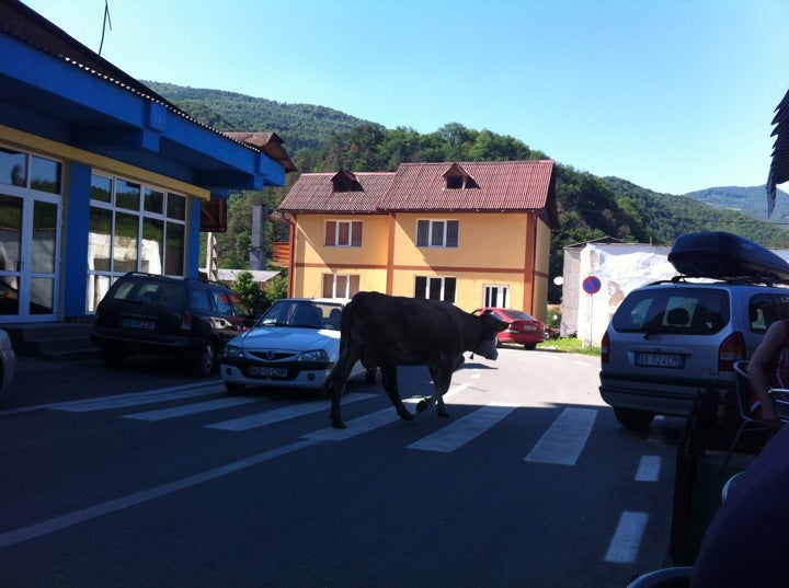 vaca traverseaza pe trecerea de pietoni vaca traverseaza pe trecerea de pietoni