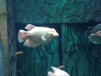 The Lost Chambers Aquarium In Atlantis, The Palm