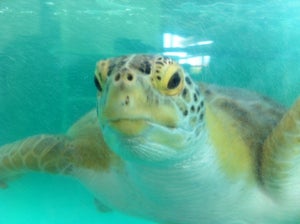 Sea Turtle, Inc.