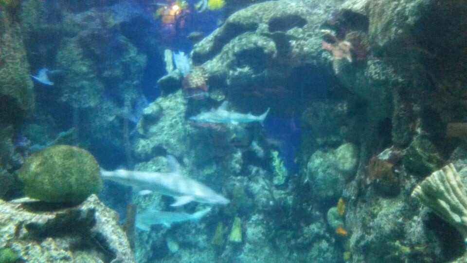 Photo of Shark Reef