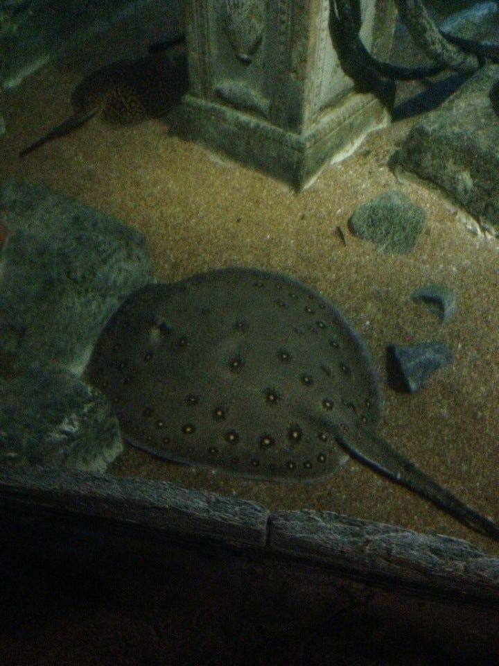 Photo of Shark Reef