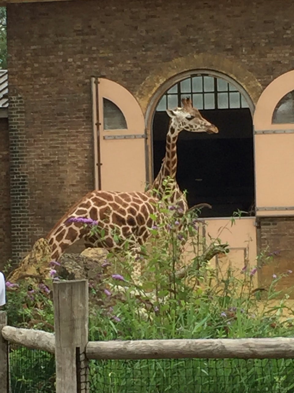 Photo of ZSL London Zoo