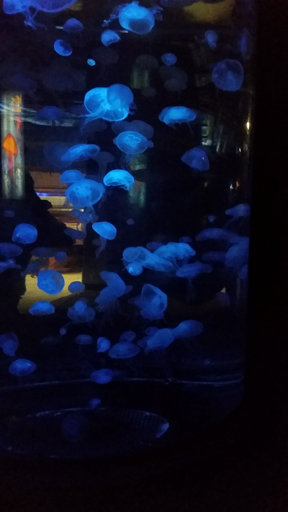 Photo of Albuquerque Aquarium