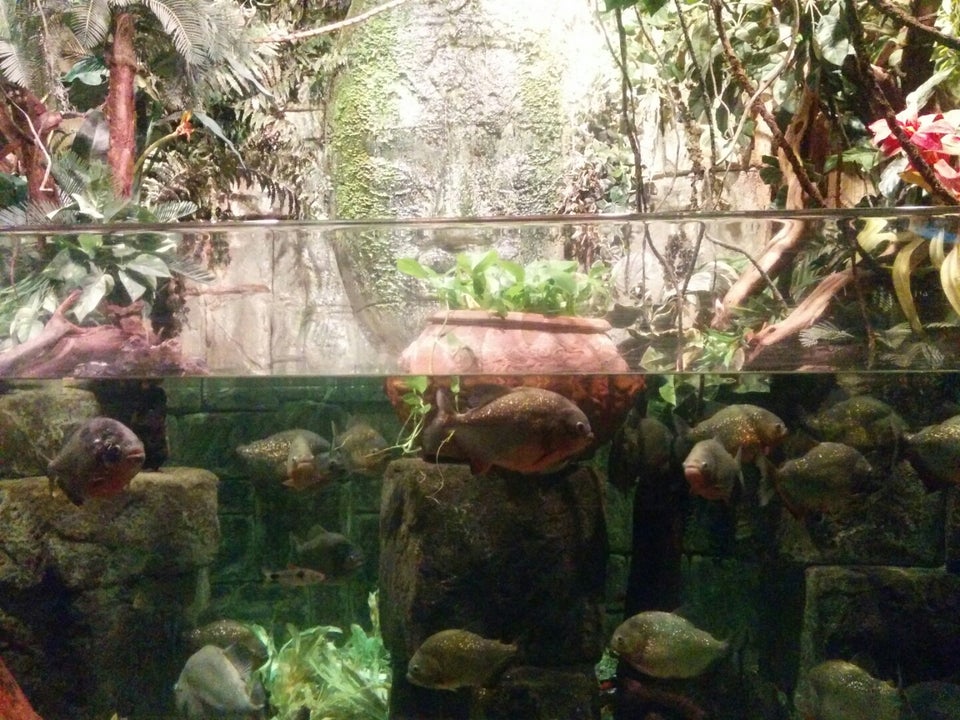 Photo of Shark Reef