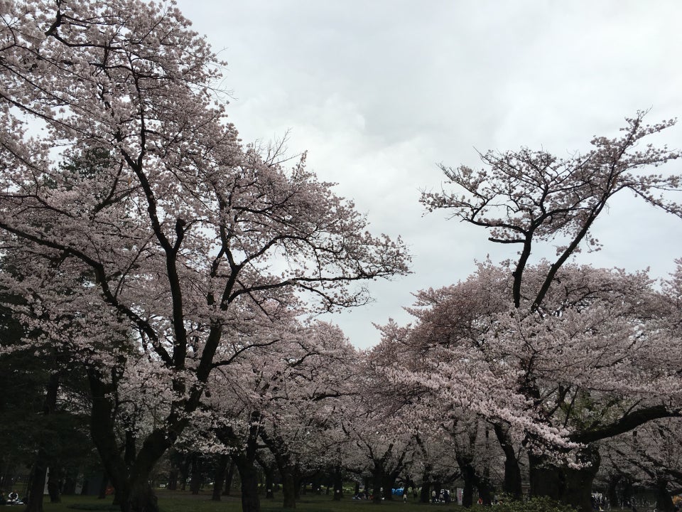 Koganei Park