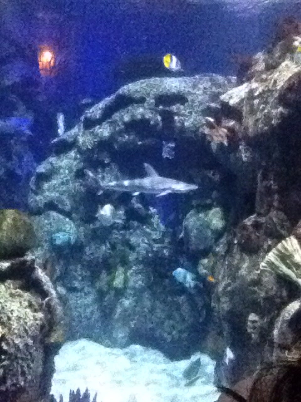 Photo of Shark Reef