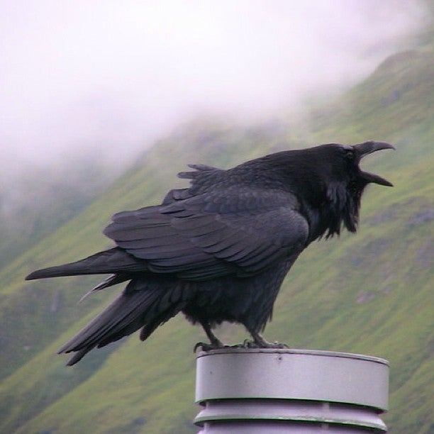 Photo of The Raven