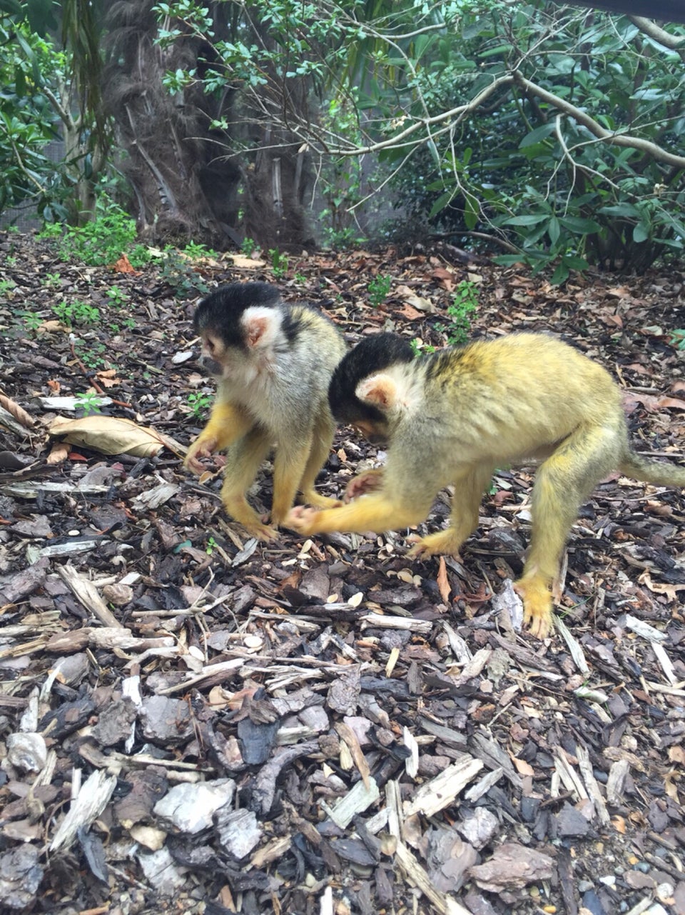 Photo of ZSL London Zoo