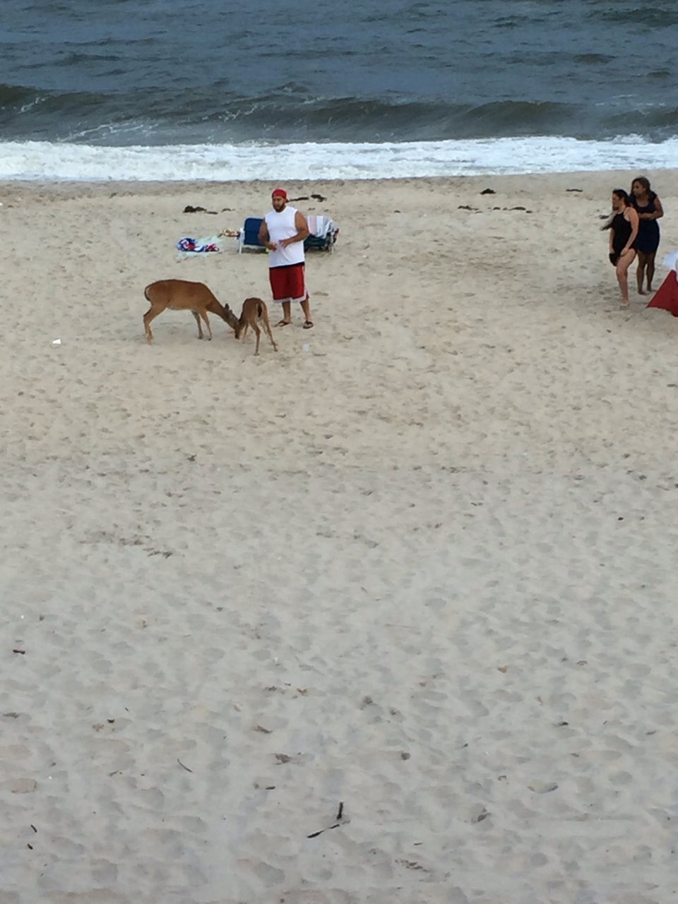 Photo of Cherry Grove Beach