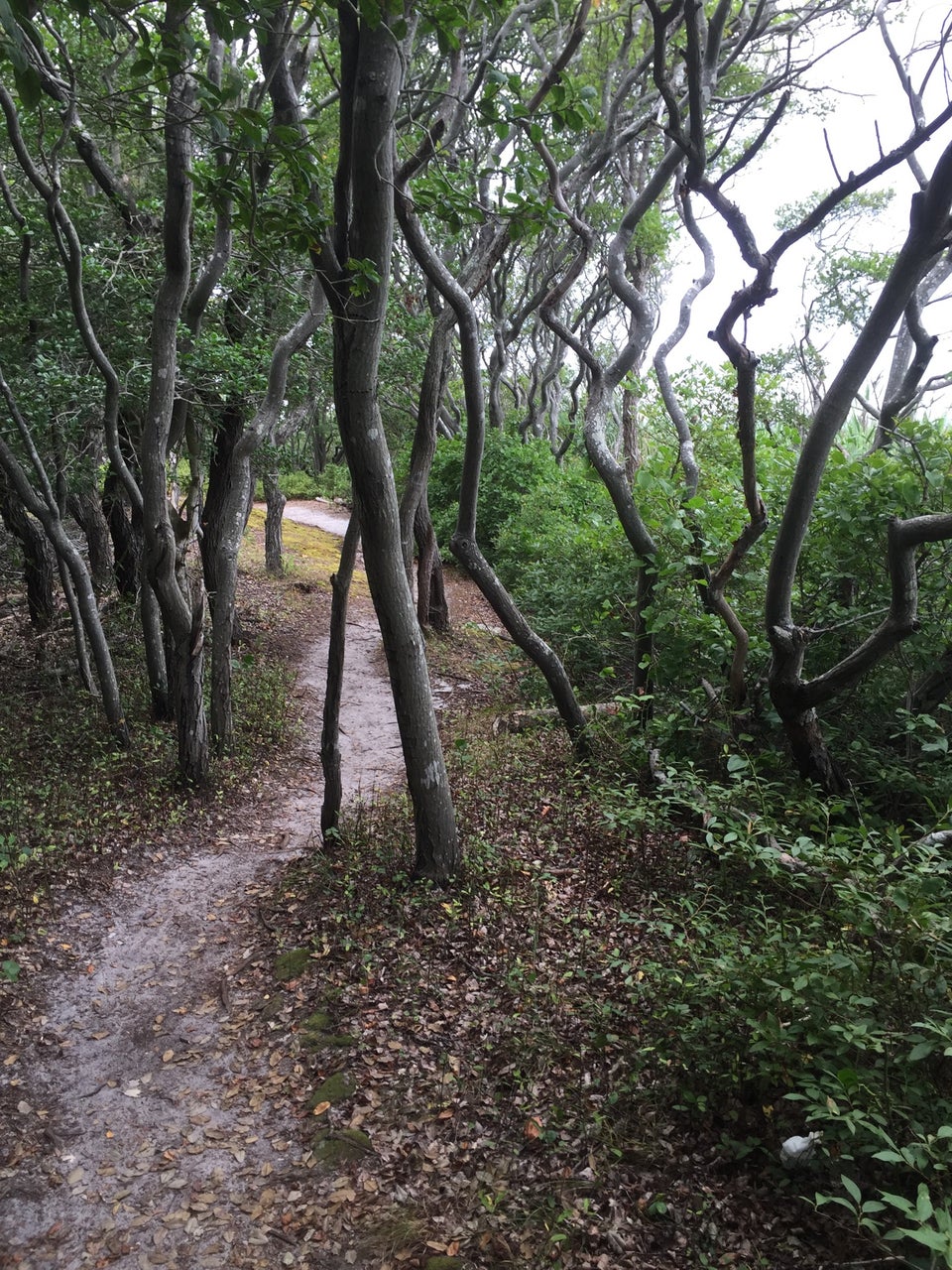 Photo of Cherry Grove Beach