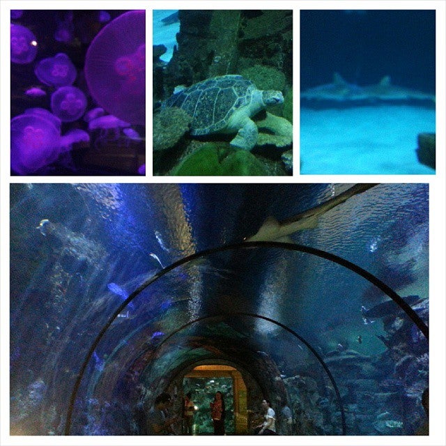 Photo of Shark Reef