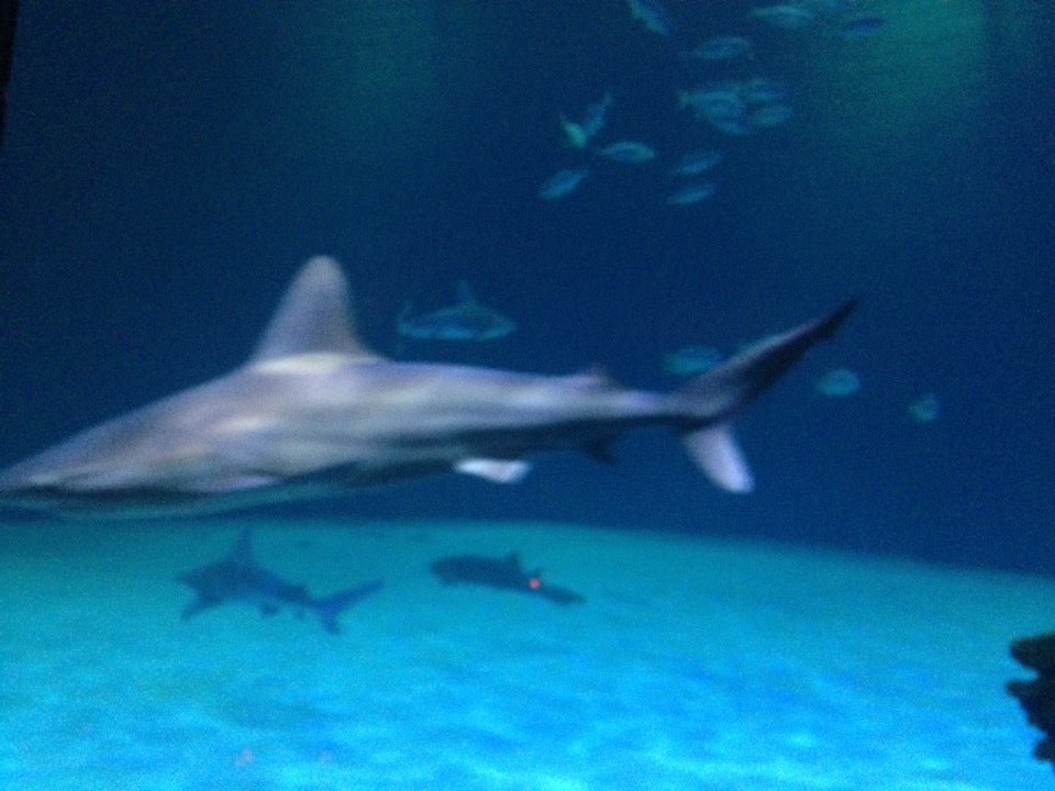 Photo of Shark Reef