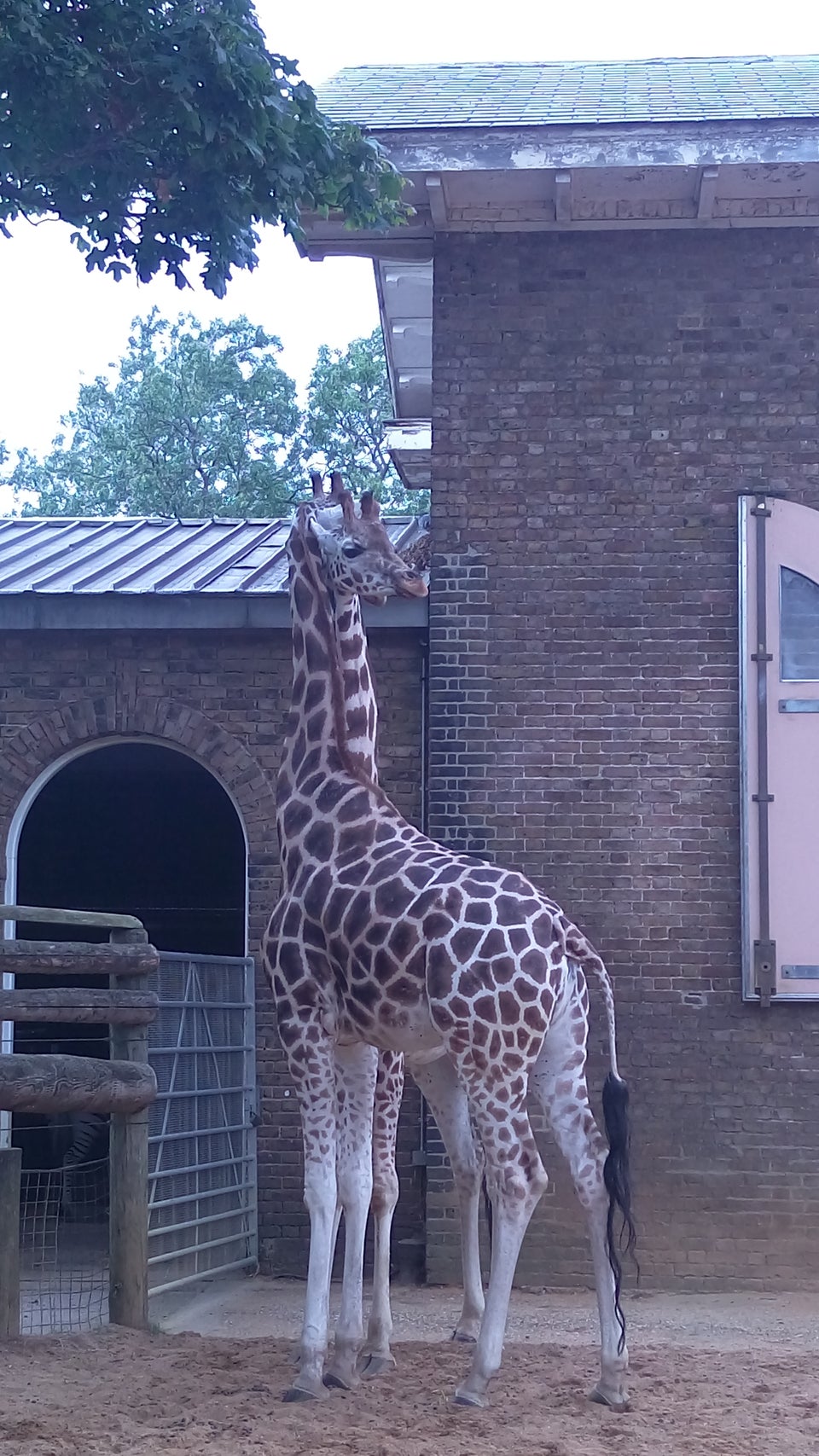 Photo of ZSL London Zoo