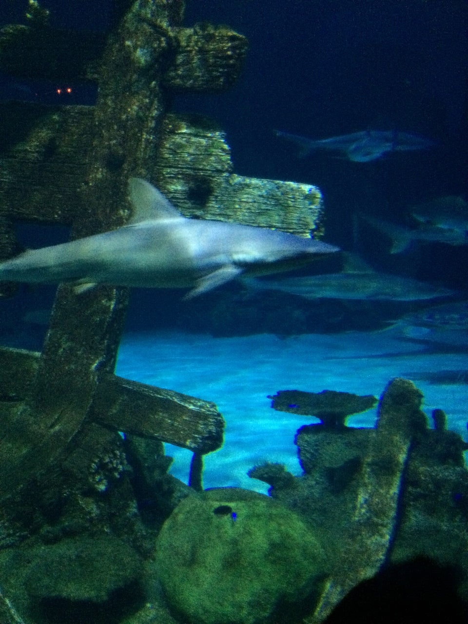 Photo of Shark Reef