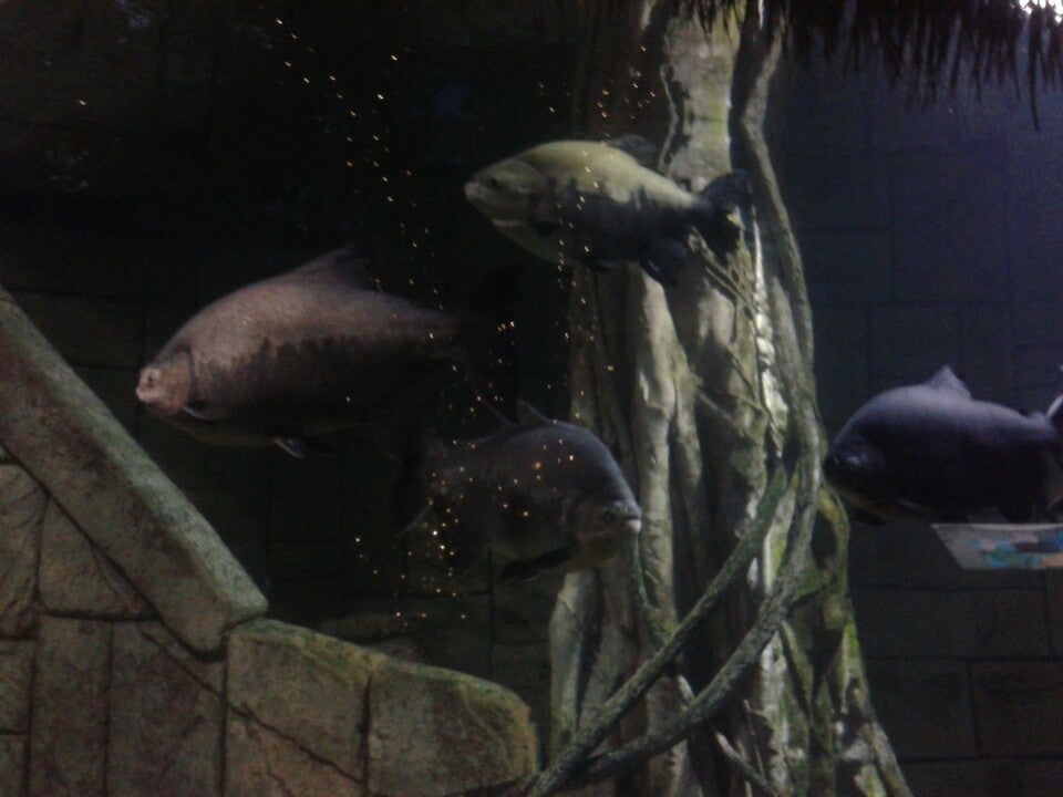 Photo of Shark Reef