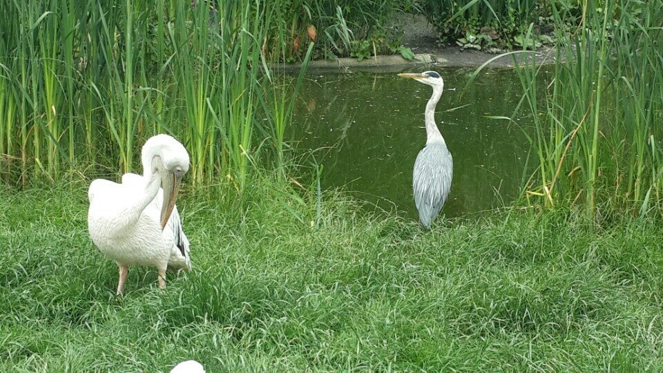 Photo of ZSL London Zoo