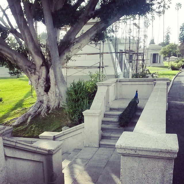 Photo of Hollywood Forever Cemetery