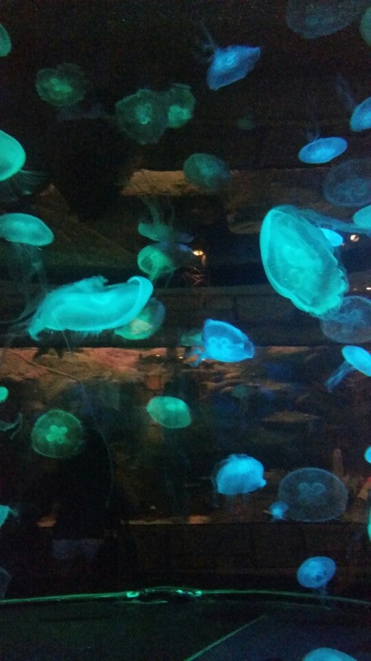 Photo of Shark Reef