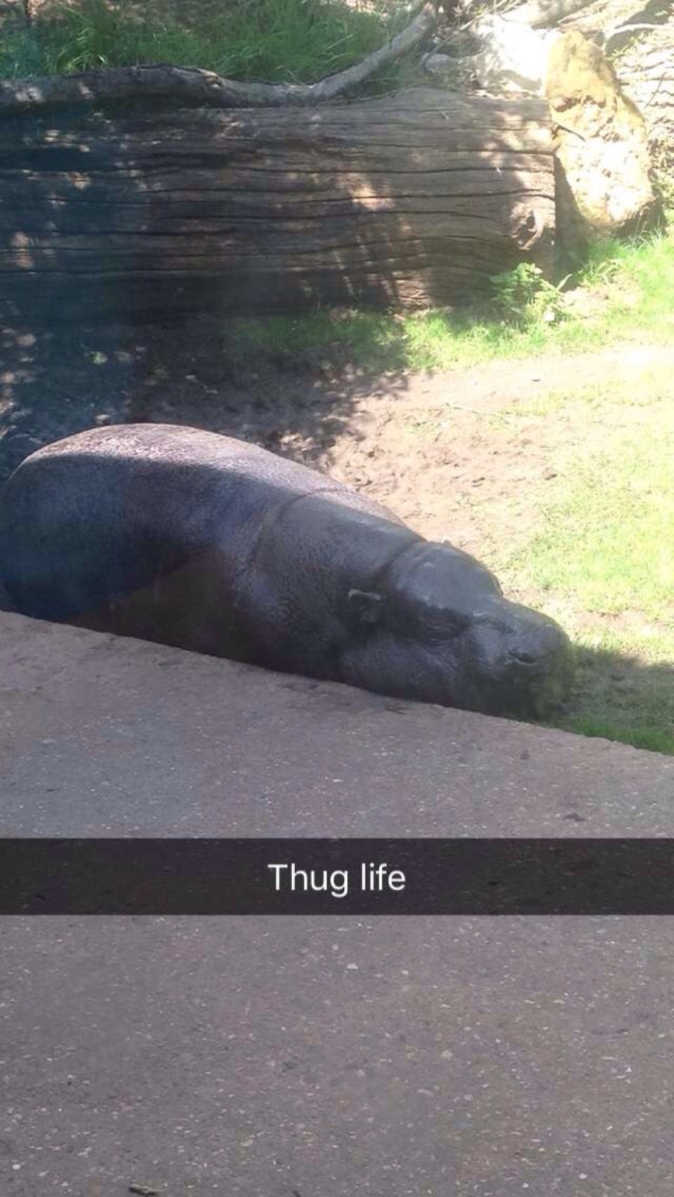 Photo of ZSL London Zoo