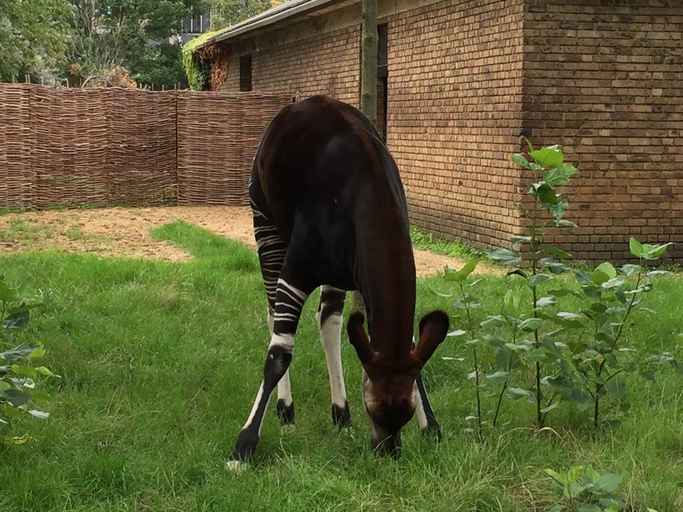 Photo of ZSL London Zoo