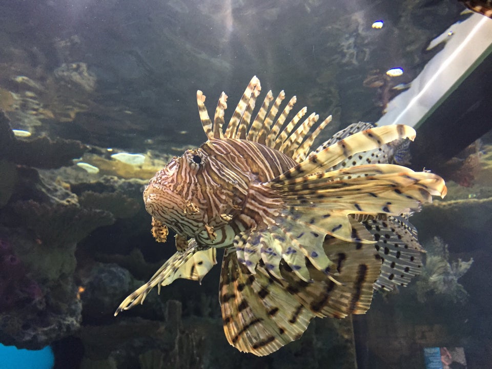 Photo of Shark Reef