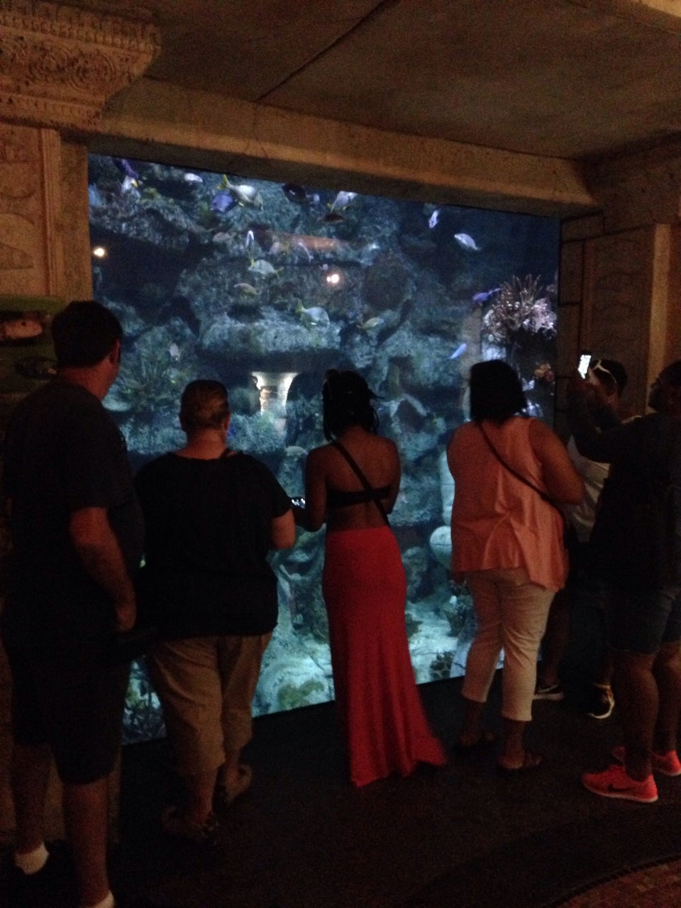 Photo of Shark Reef