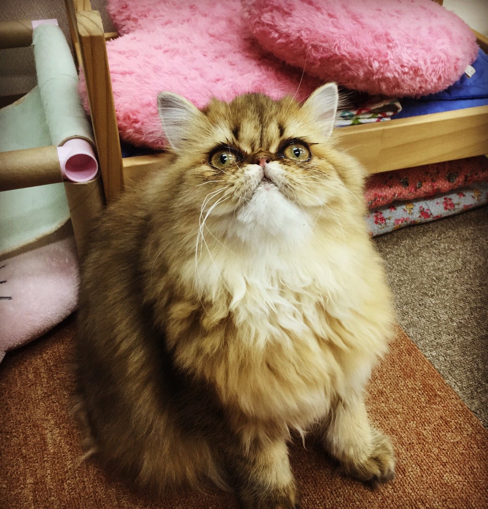 Nyankoto