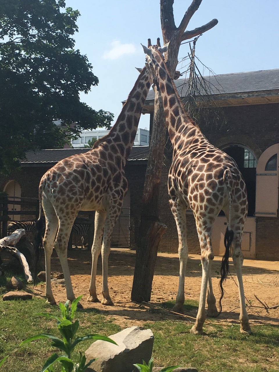 Photo of ZSL London Zoo